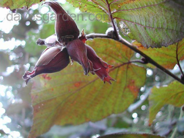 درخت فندق بزرگ